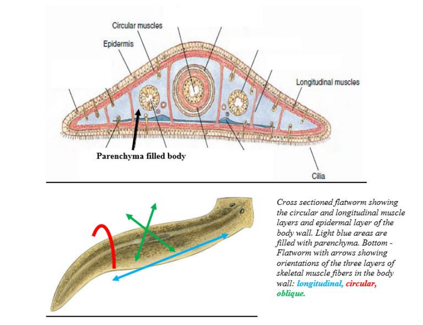 <p>study this image</p>