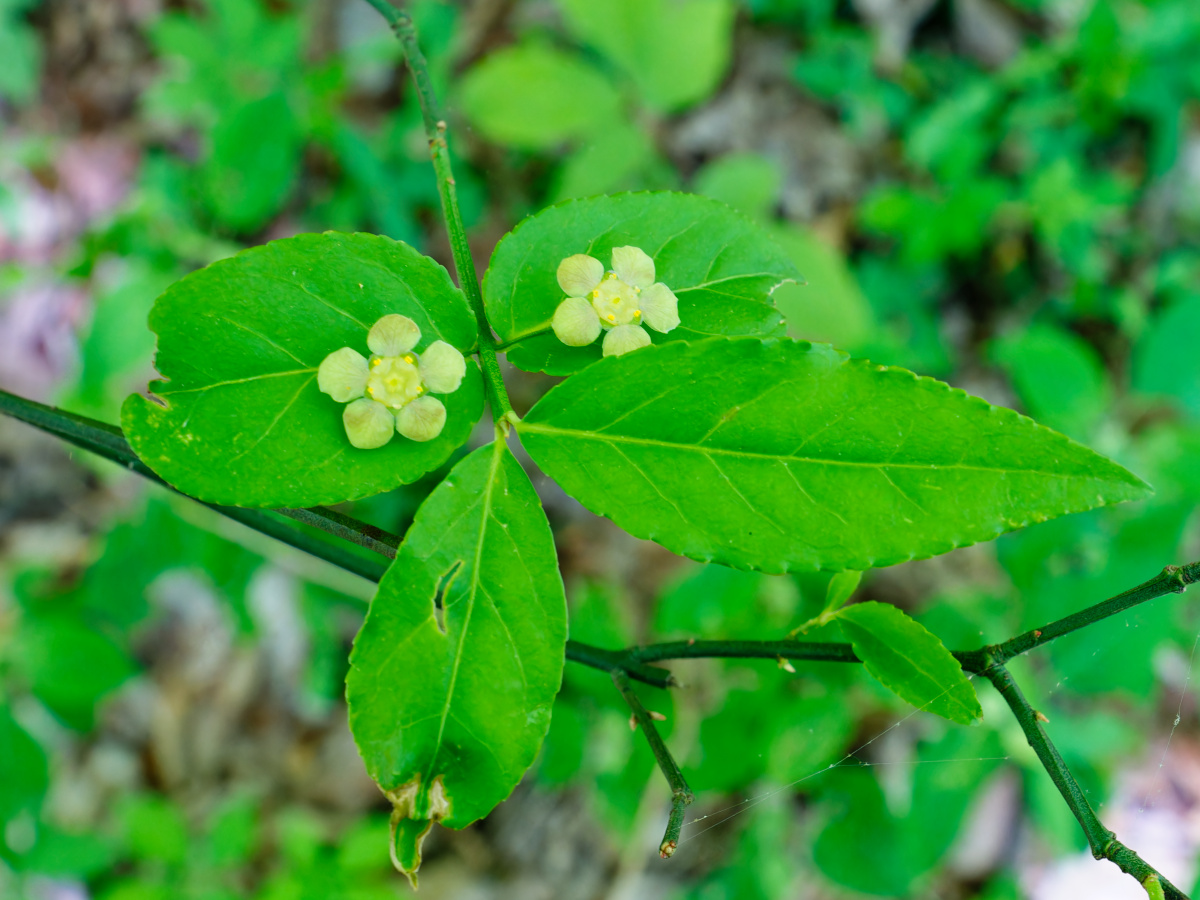 <p>A native shrub with unique, pouch-like fruit that bursts open, often associated with woodland areas.</p>