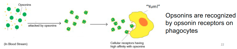 <p>Phagocyte recognition of soluble proteins that are bound to microbial surfaces (opsonins), also known as soluble pattern-recognition proteins à enhancing phagocytosis (opsonization) ex. Antibodies and complement proteins</p>