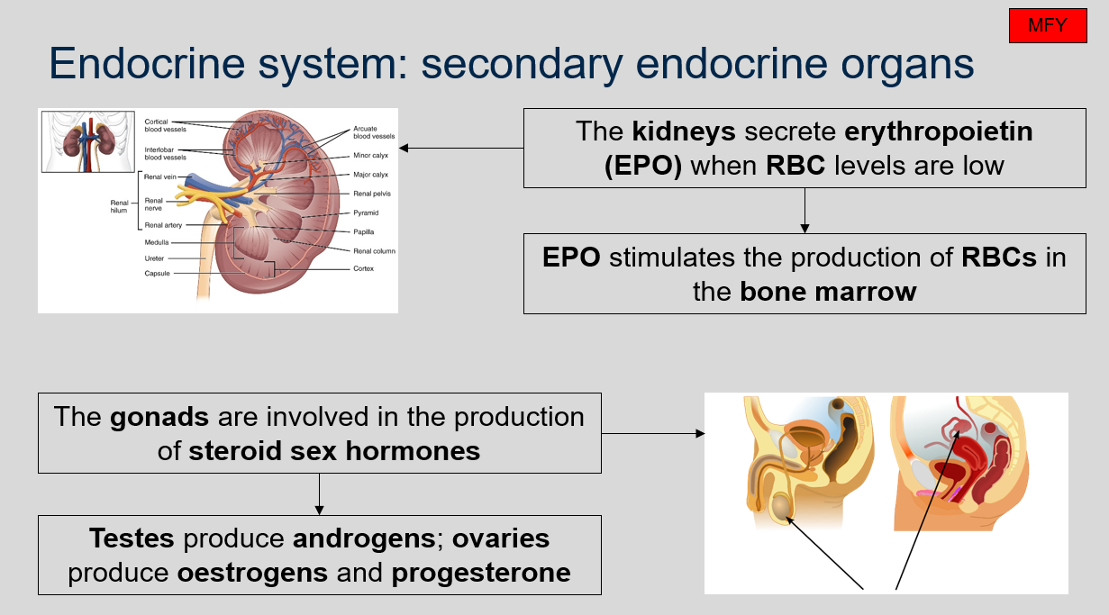 The kidneys secrete erythropoietin (EPO) when RBC levels are low. EPO stimulates the production of RBCs in the bone marrow. 