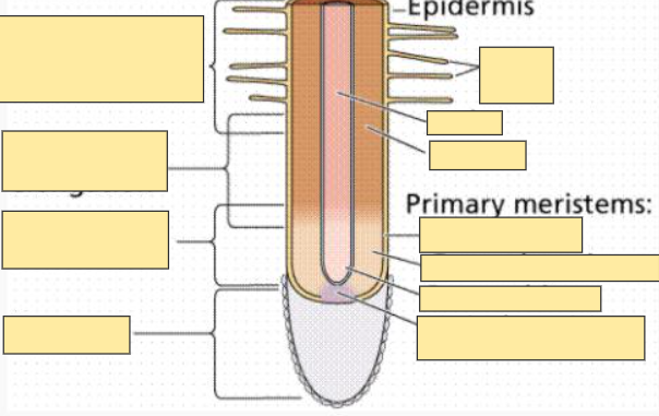<p>Epidermis</p>
