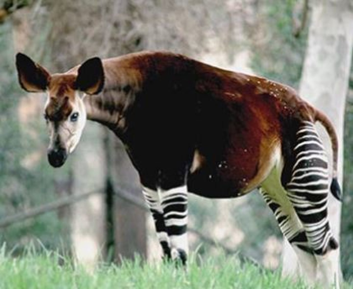 <p>What animal is this?</p>