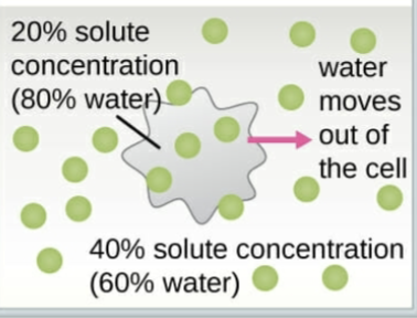 <p>A solution that has a higher solute concentration than another solution.</p><p>-Water moves out of the cell. (Cell shrinks) </p>