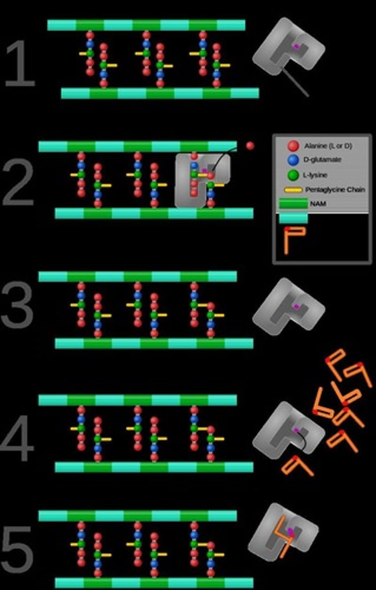 <p>The bacterial enzyme responsible for crosslinking of peptidoglycan chains in the cell wall.</p>