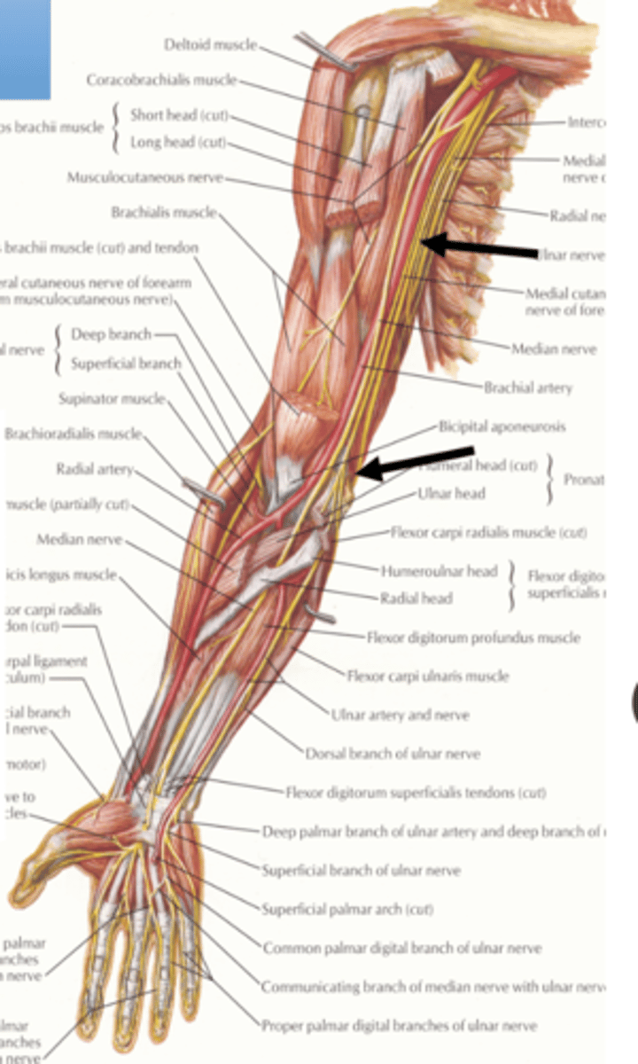 <p>medial compartment of the arm</p><p>NO muscular or cutaneous innervation </p>