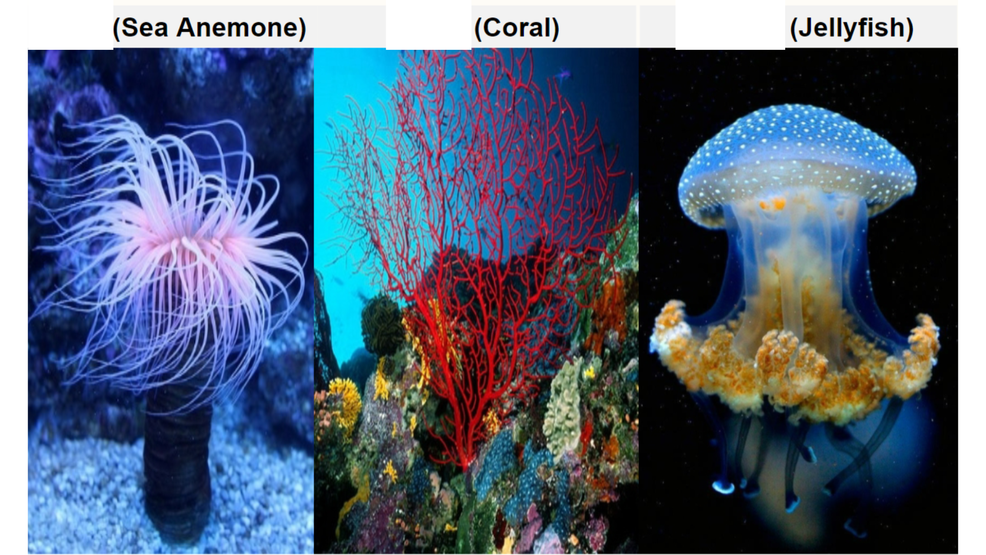 <p>What body form is a Sea Anemone?</p>