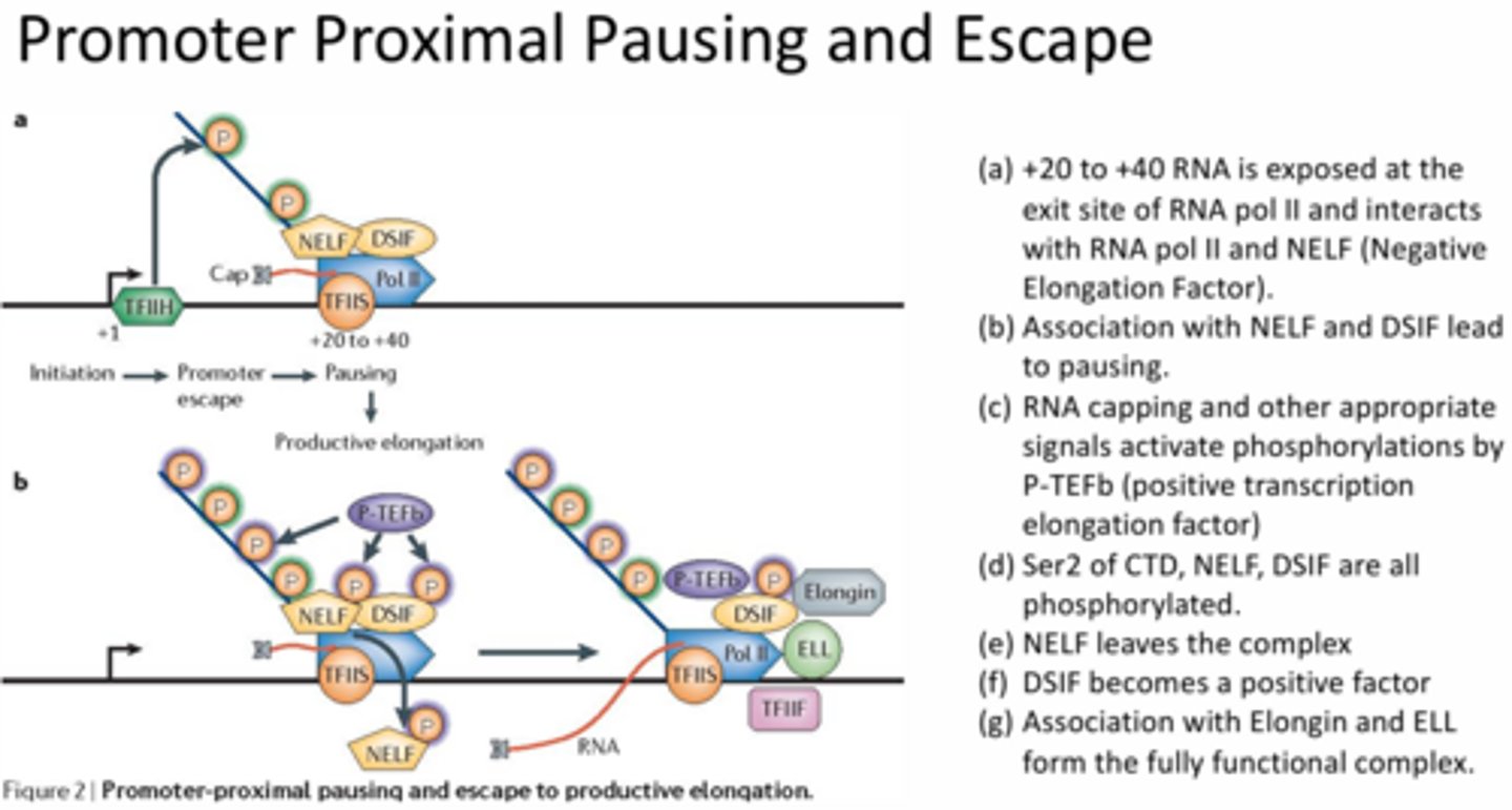 <p>Downstream NELF (negative elongation factor) and DSIF help to pause the RNA pol and prevent elongation. Once the RNA is long enough to exit out of the transcription tunnel the capping factors are added >> the P-TEFbeta (positive transcription elongation factor) kinase will phosphorylate NELF and DSIF >> NELF dissociation and DSIF is converted from a negative factor to a positive factor >> conversion of DSIF results in recruitment of Elongin and ELL (elongation factors). This new complex is now complete and productive elongation can occur.</p>