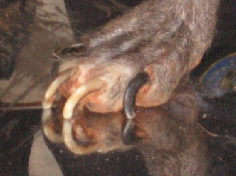 <p>Abnormal, excessive development and curving of your dog's claws. Seen in leishmaniasis.</p>