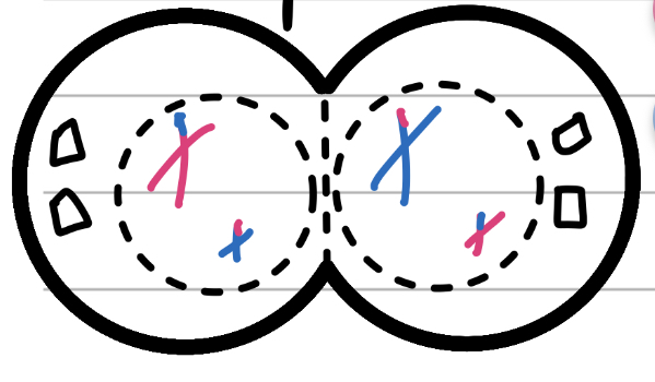 <p>The End</p><ul><li><p>the cells begin splitting apart</p><ul><li><p>In plants, the cell plate forms from the inside and becomes the cell wall (internal force)</p></li><li><p>In animals, a contractile ring in the membrane pinches inwards (external force)</p></li></ul></li><li><p>Nuclear membrane begins forming</p></li></ul>