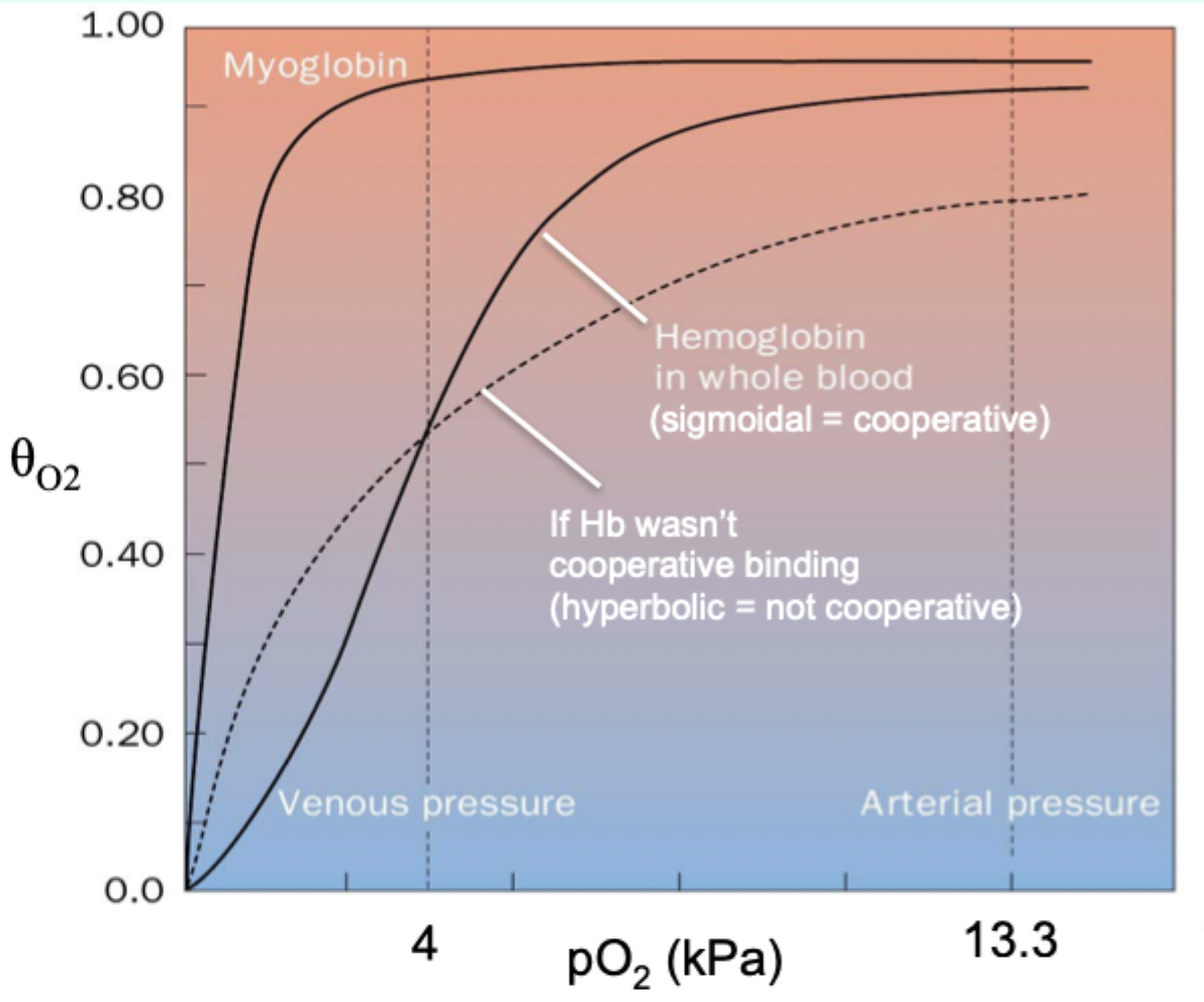 <p><strong>Sigmoidal</strong> curve.</p>