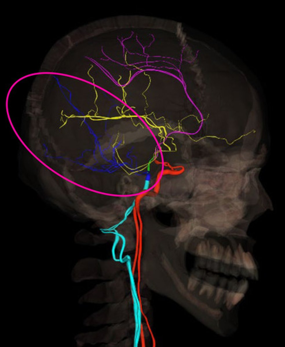 <p>supply blood to inferior surface of brain and occipital lobe</p>