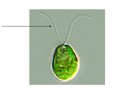 <p>A long, whip-like filament that helps in cell motility.</p>