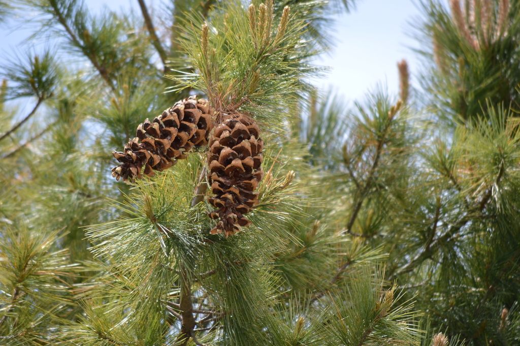 <p>Southwestern White Pine</p>