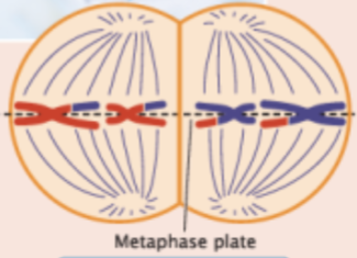 <p>individual chromosomes line up on the equatorial plate</p>
