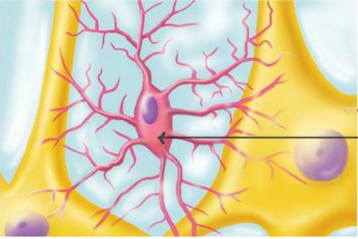 <p>Recyclers<br>- Clean up damaged tissue and waste in the extracellular space<br>- Recycles excess neurotransmitters after and action potential</p>