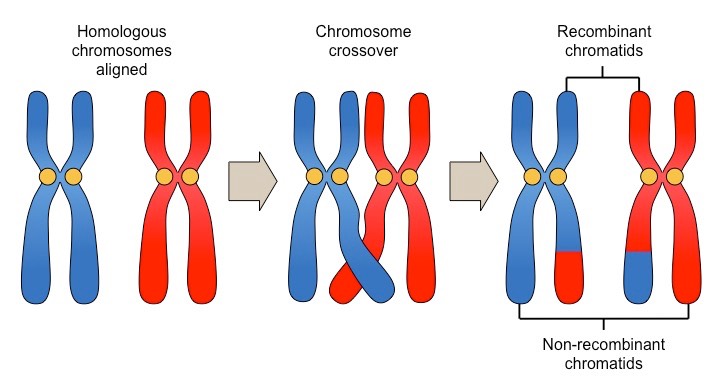 an event that occurs during meiosis involving the exchange of corresponding segments of non-sister chromatids of homologous chromosomes

* become connected at the chiasma, becoming bivalent