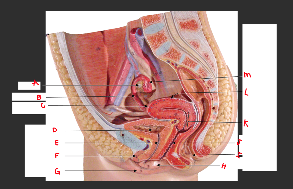 <p>What is E</p>