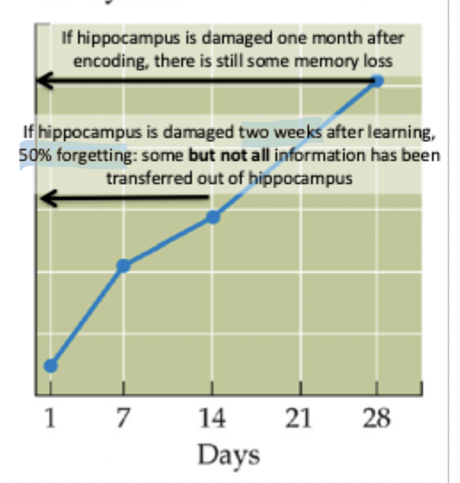 <ul><li><p>hippocampal lesion disrupts memory for 28 days</p></li><li><p>if hippocampus is damaged one month after encoding, there is still some memory loss</p></li><li><p>if hippocampus is damaged two weeks after learning, 50%: some but not all information has been transferred out of hippocampus</p></li></ul><p></p>