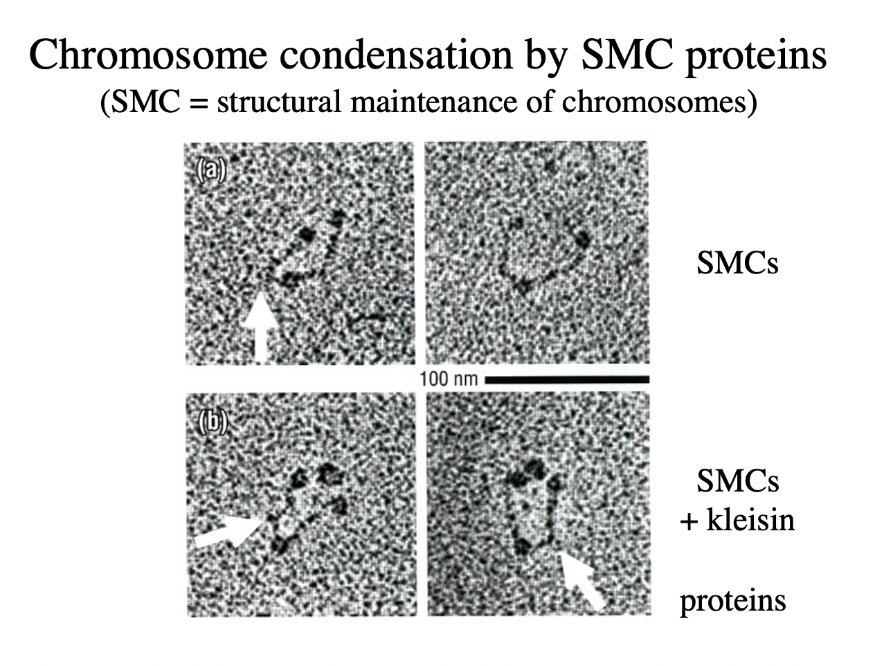 <ul><li><p>mutagenesis</p></li><li><p>continue with all proteins</p></li><li><p>until find the proteins that are needed for the condensation</p></li></ul><p></p><p>RESULT:</p><ol><li><p>SMCs→ unclosed loop thing</p></li><li><p>Kleisin→&nbsp;‘to glue’ closes the loop together</p></li></ol><p></p>