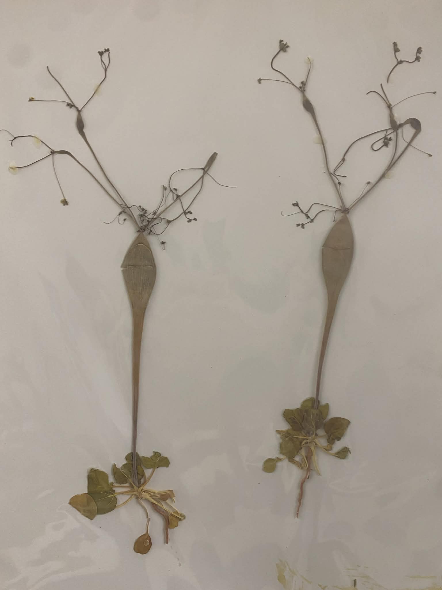 <p><strong>Polygonaceae, A, N, Eriogonum inflatum, desert trumpet</strong></p>