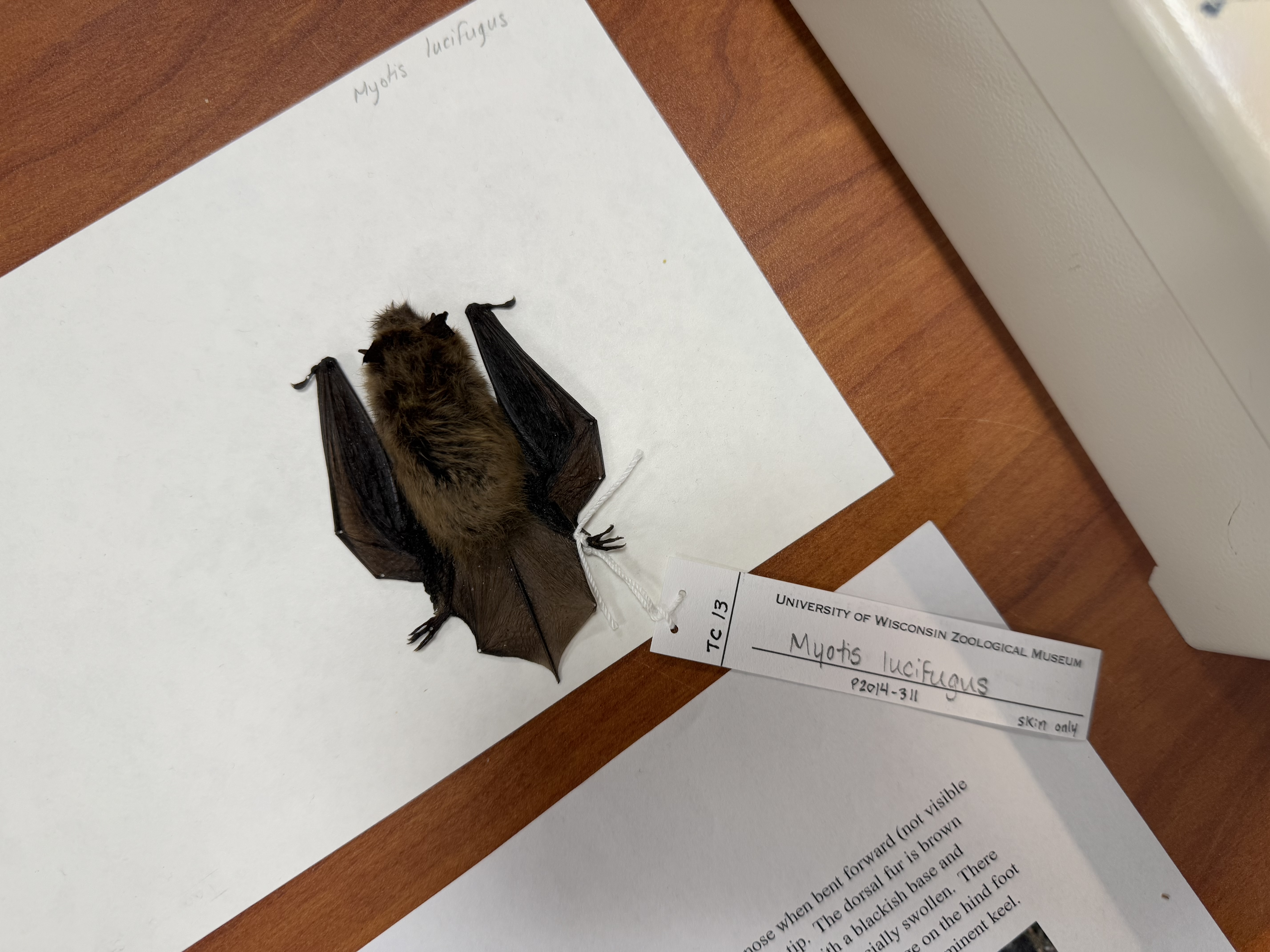 <p>Myotis lucifugus</p>