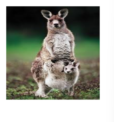 <p>mammals, marsupials, kangaroo, birth underdeveloped young&nbsp;</p>