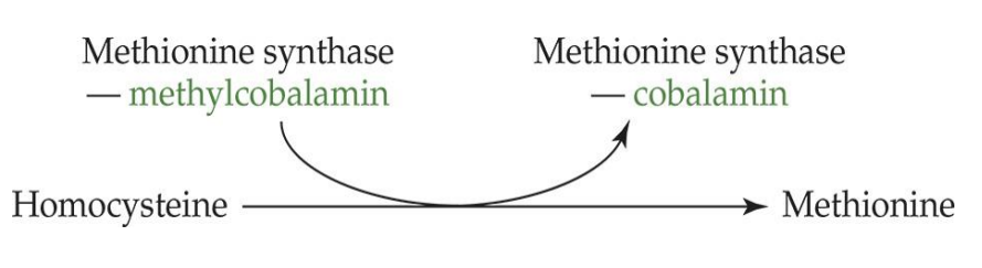 <p><strong>reaction</strong>: methylcobalamin —&gt; cobalamin</p><p><strong>enzyme</strong>: methionine synthase&nbsp;</p><p><strong>coenzyme:</strong> THF —&gt; 5-methyl THF&nbsp;</p>