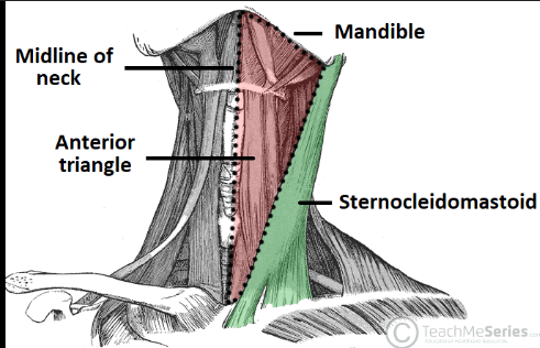 <p>SCM, platysma (roof) pre-tracheal fascia (floor)</p>