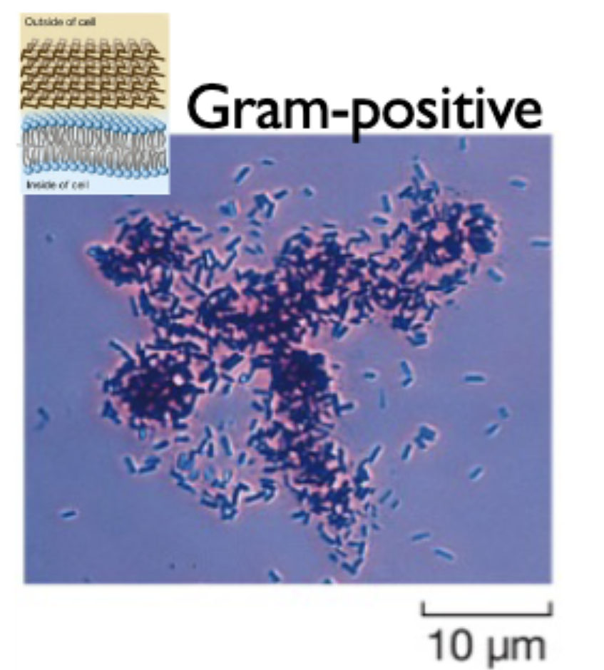 <p>have a thick peptidoglycan cell wall that stains <em>purple</em></p><p>disaccharaides in cell wall are linked by peptides in a 3D manner</p><p>sensitive to penicillin/ampicillin that cleave peptidoglycan</p>