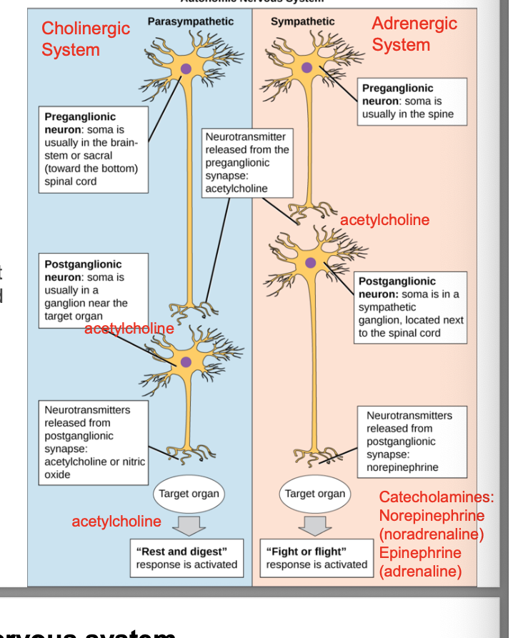 <ul><li><p>autonomic nervous system controls specific body processes such as <strong>circulation of blood, digestion, breathing, urination, heartbeat, etc.</strong></p></li><li><p>autonomic is named b/c it works autonomously i.e. withOUT a person’s conscious effort</p></li><li><p>parasympathetic → rest-and-digest</p></li><li><p>sympathetic → fight-or-flight</p></li></ul><p></p>