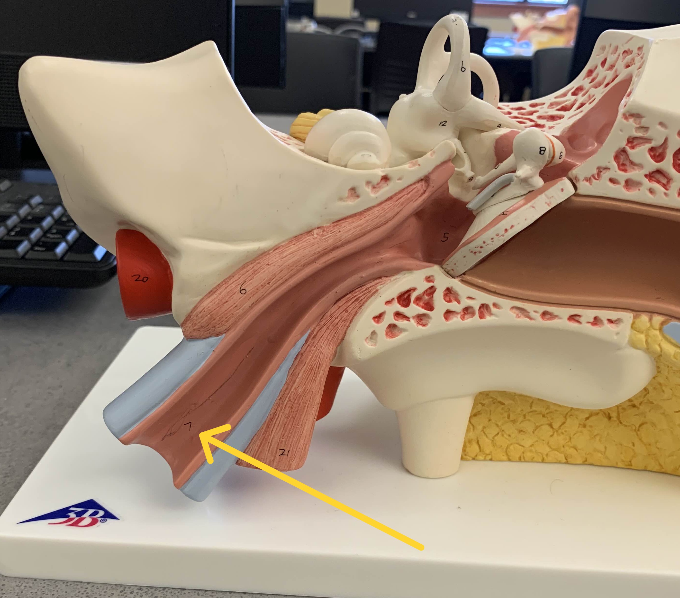 <p>Which part of the ear is:</p><ul><li><p>Behind eardrum</p></li><li><p>Narrow passage in middle ear</p></li><li><p>Back of nose</p></li></ul><p></p>