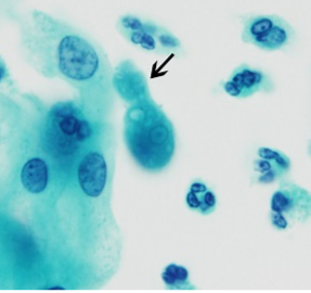 <p>Professor: Dr. Glena Fe A. Yapchulay-Alcabasa</p>