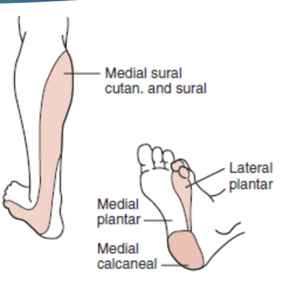 <p>Posterolateral leg</p><p>Plantar aspect of foot (from branches)</p>