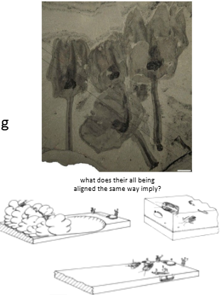 <ul><li><p>deeper water setting</p></li><li><p>series of fossiliferous levels</p></li><li><p>buried in situ below depositing event beds (e.g. avalance)</p></li><li><p>incorpodated into depositing</p></li><li><p>valuable source of data on biodiversity</p></li></ul><p></p>