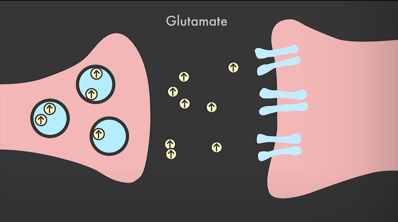 <p>Glutamate</p>