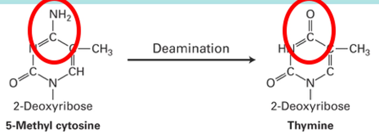 <p>the removal of the nitrogen-containing part of amino acids to form urea</p>