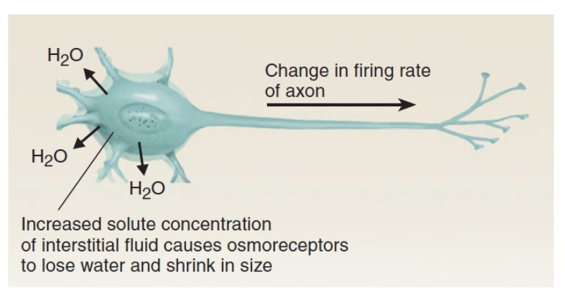 <p>→ neurons whose membrane potential is sensitive to the size of the cell — whose release of neurotransmitters relates to the volume of the cell</p><ul><li><p>ex. Hypertonic environment</p></li></ul><p></p>