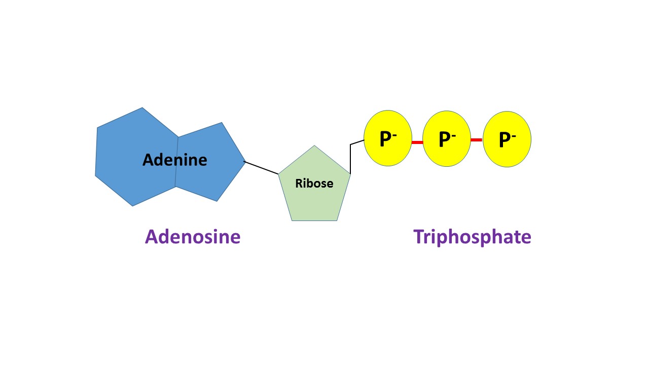 <p><strong>cell’s energy currency</strong>. (energy released when loses phosphate)</p>