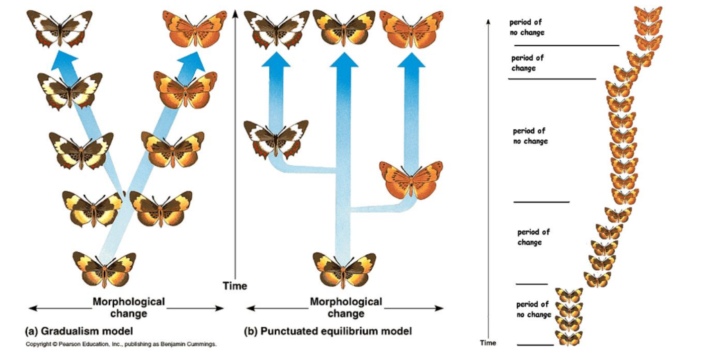 <p><strong>Phyletic gradualism:</strong> If the environment remains stable, organisms may undergo very little change over time and evolution is slow and gradual.</p><ul><li><p>The process is considered a smooth and continuous process and any big changes are the result of the accumulation of many small changes over a long period of time.</p><ul><li><p>An example might be the slow evolution of the modern horse from ancestral species.</p></li></ul></li></ul><p><strong>Punctuated equilibrium:</strong> After long periods with little or no change, an isolation event separates a small population of individuals. With a different gene pool or a burst of mutations, this isolated group rapidly evolves into a separate species.</p>