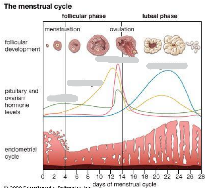 <p>Fill int he hormones</p>