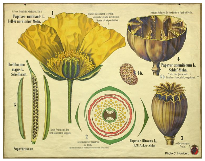 <p>Une nouvelle démarche pour classer les plantes en considérant la disposition relative des éléments et en liant la structure externe à la structure interne.</p>