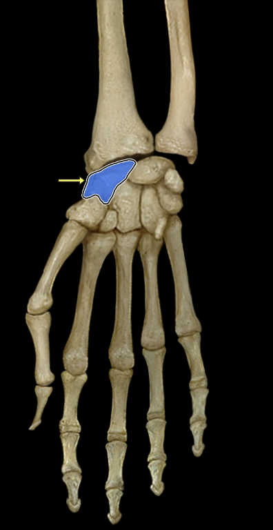 <p>Scaphoid</p>