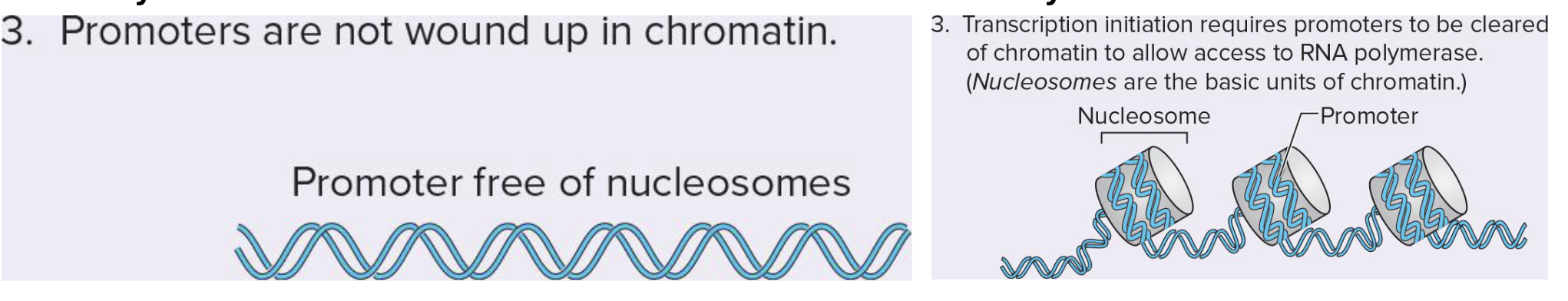 <p>proks → have accessible promoters</p><p></p><p>euks → promoters can be wound up as chromatin</p><ul><li><p>enhancers clear histones from promoter and stabilize rna pol at the promoter</p></li></ul><p></p>