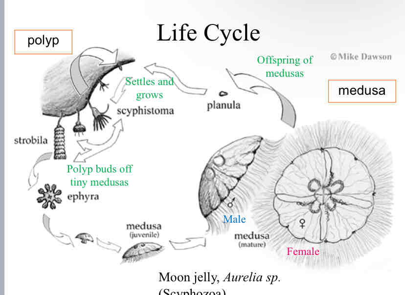 <p>Cnidarian Sample Life Cycle</p>