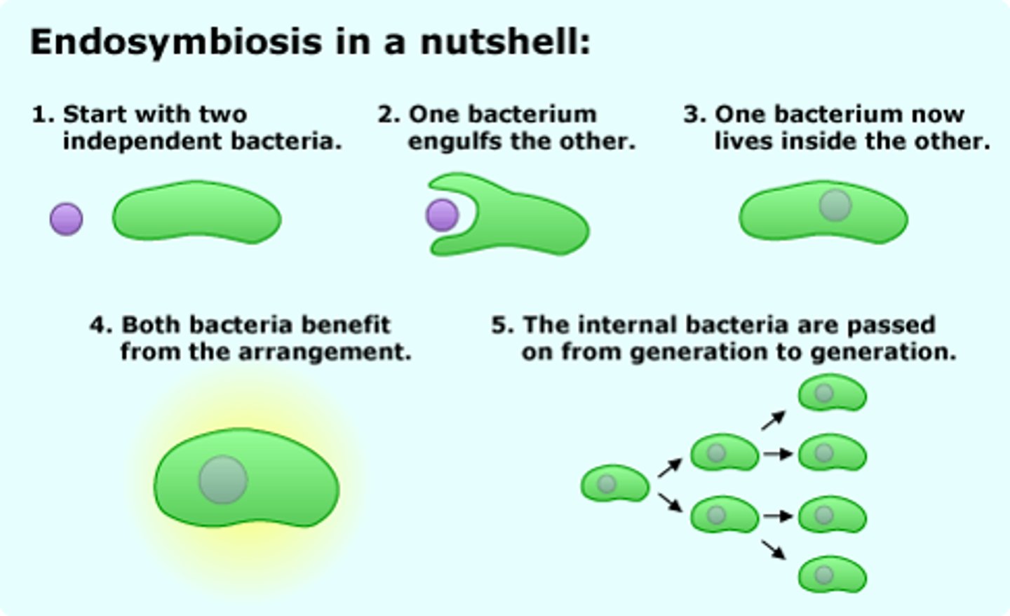 <p>theory that eukaryotic cells formed from a symbiosis among several different prokaryotic organisms</p>