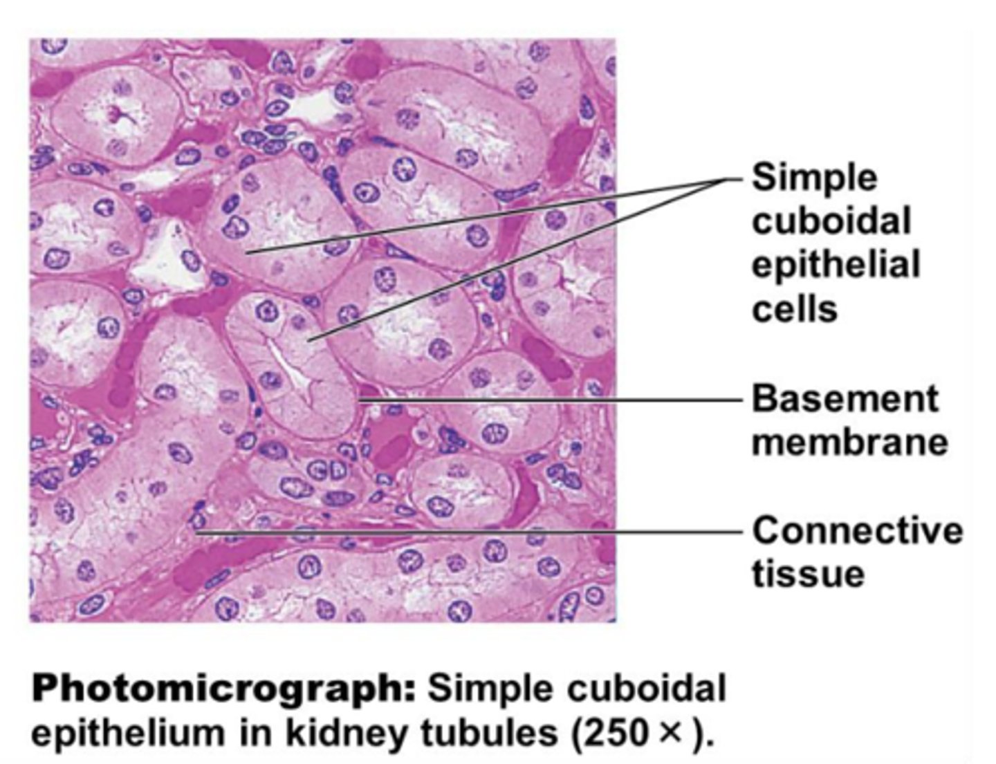 <p>single layer of cub like cells</p>