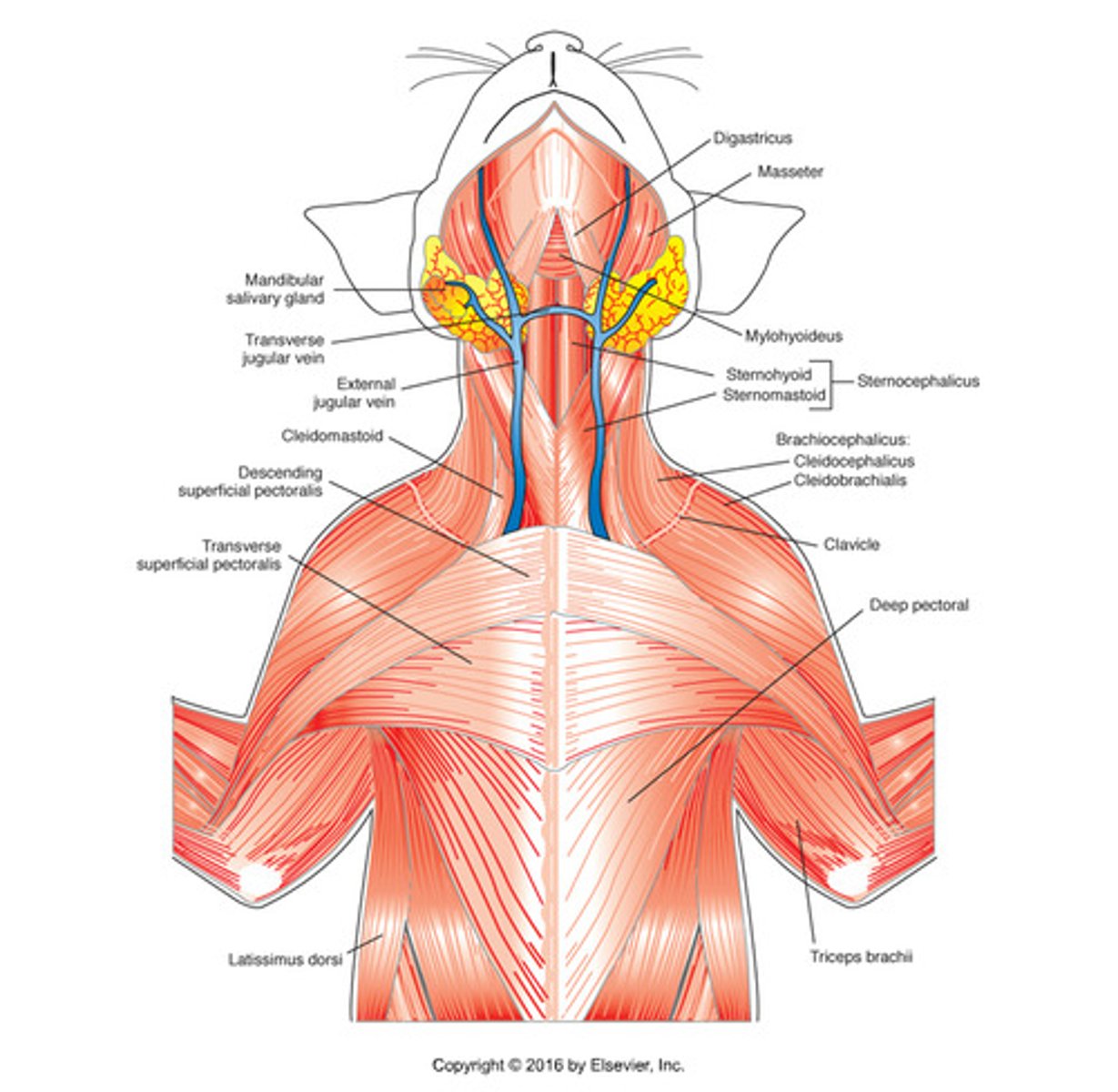 <p>Origin: Occipital and temporal bones</p><p>Insertions: Ventral mandible</p><p>Action: opens mouth</p>