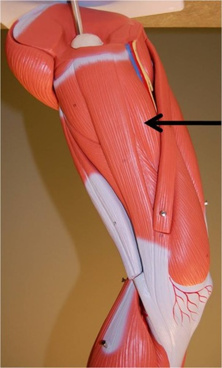 <p>adducts thigh; medial</p>