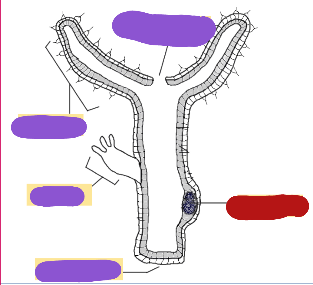 <p>Identify the red structure</p>