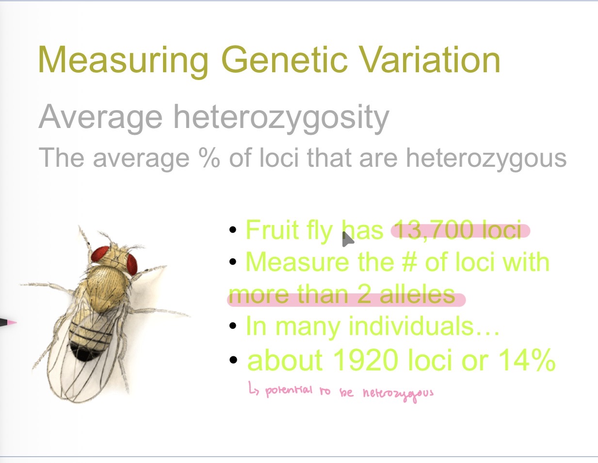 <p>The average percentage of loci that are heterozygous </p>